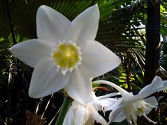 لیلی آمازونی